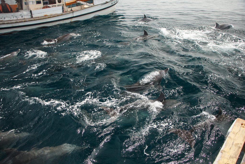 03-Indo-Pacific bottlenose dolphins.jpg